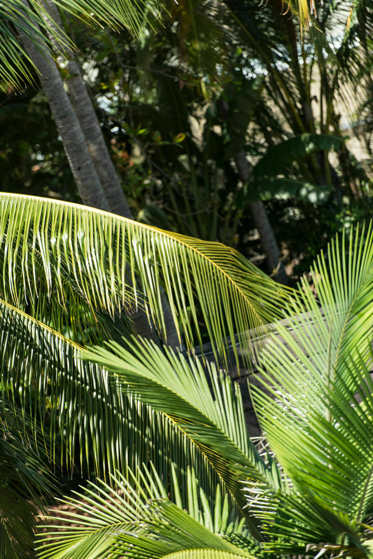 Heart Hotel And Gallery Whitsundays Airlie Beach Εξωτερικό φωτογραφία